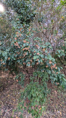 Acer tataricum