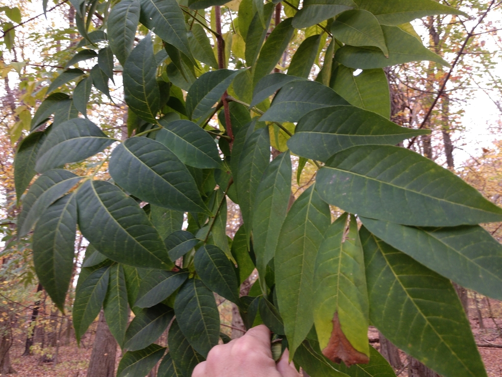 Phellodendron amurense, Rye, NY 10580, USA
