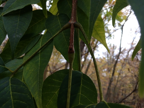 Phellodendron amurense