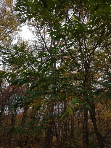 Phellodendron amurense