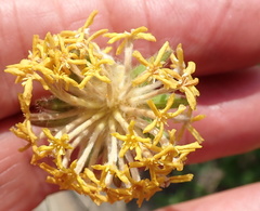 Lasiosiphon kraussianus kraussianus