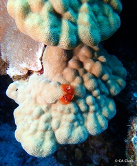 Porites lobata