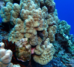 Porites lobata