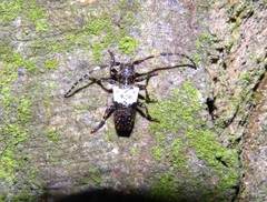 Pogonocherus hispidulus