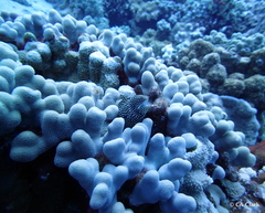 Porites compressa