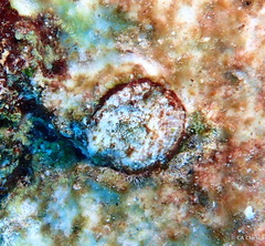 Spondylus violacescens