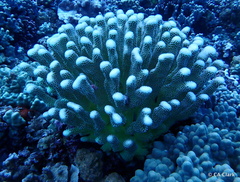 Pocillopora grandis