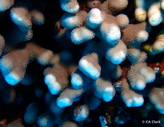 Porites compressa