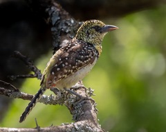 Trachyphonus darnaudii