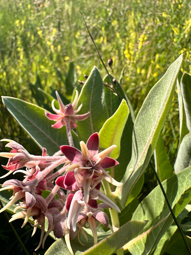 showy milkweed