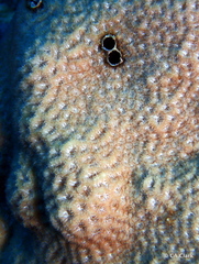 Leptastrea transversa