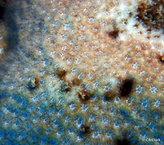 Leptastrea transversa