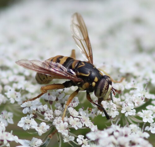 Broad-banded Hornet Fly