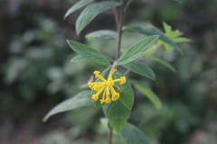Wikstroemia canescens