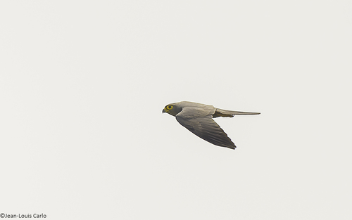 Gray Kestrel