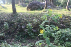 Wikstroemia canescens