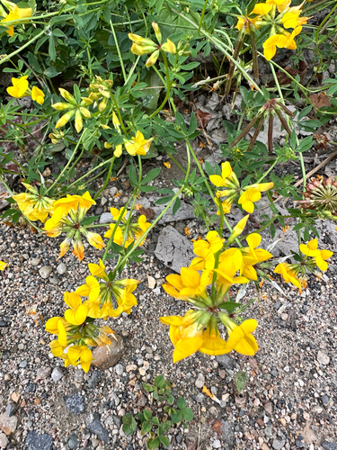 bird's-foot trefoil