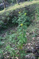 Wikstroemia canescens