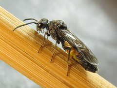 Dolerus gessneri