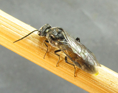 Dolerus gessneri