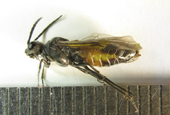 Dolerus gessneri