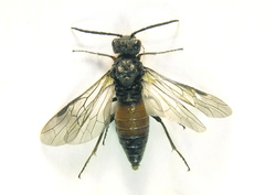 Dolerus gessneri