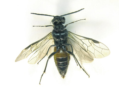 Dolerus gessneri