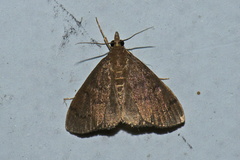 Clupeosoma