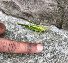 Tettigonia viridissima