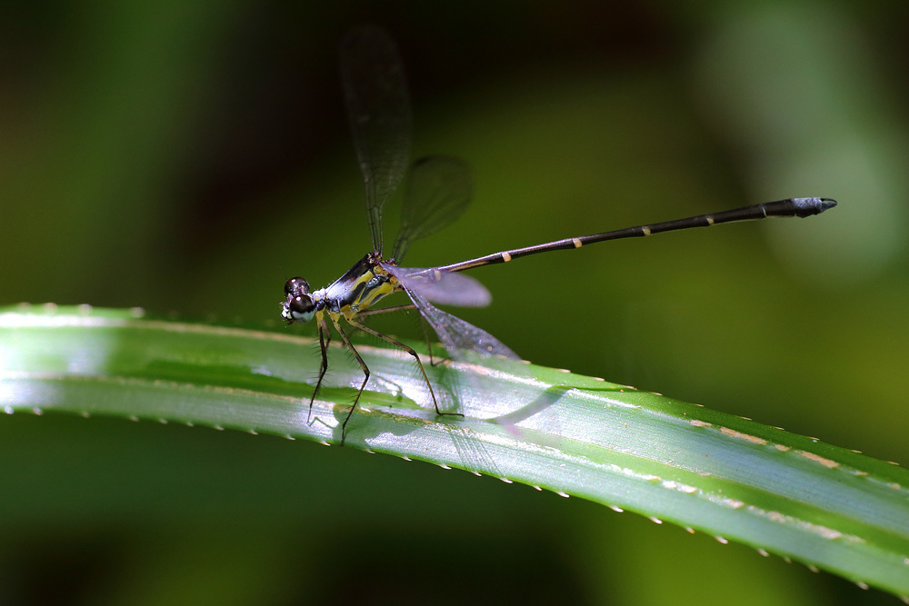 Nesolestes robustus