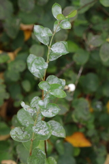 Erysiphe symphoricarpi