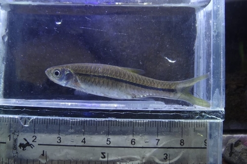 Sidestrap rasbora (Rasbora lateristriata) — Cyprinidae — 4