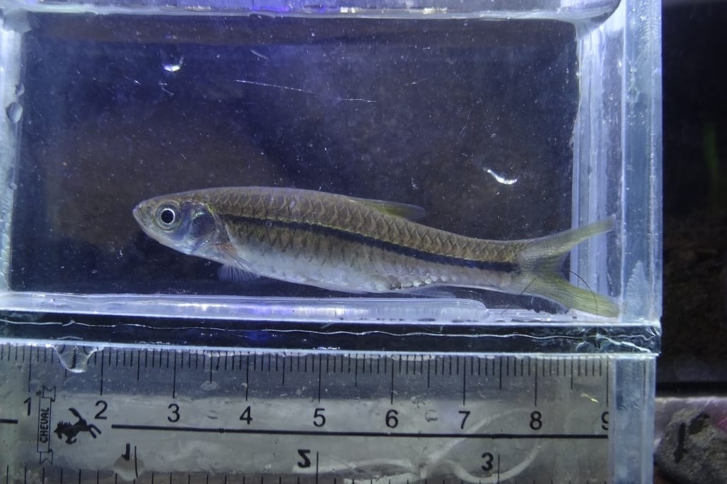 Sidestrap Rasbora photo 5