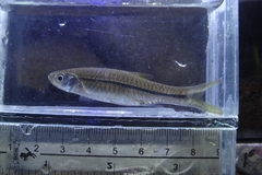 Sidestrap Rasbora photo 3
