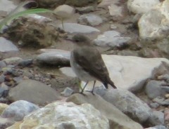 Syrtidicola fluviatilis