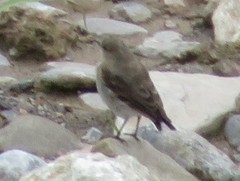 Syrtidicola fluviatilis