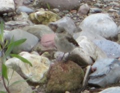 Syrtidicola fluviatilis