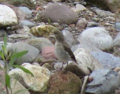 Syrtidicola fluviatilis