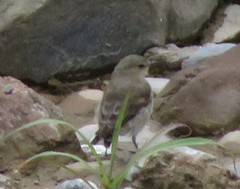 Syrtidicola fluviatilis