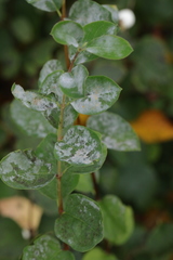 Erysiphe symphoricarpi