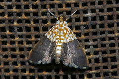 Agrotera