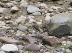 Syrtidicola fluviatilis