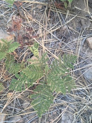 Chamaebatia foliolosa