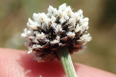 Eriocaulon dregei