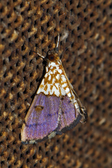 Agrotera