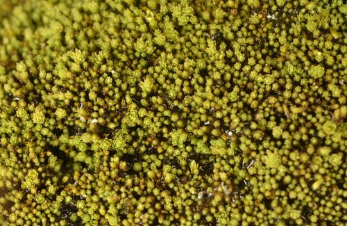 Mielichhoferia mielichhoferiana, 2025-08-22