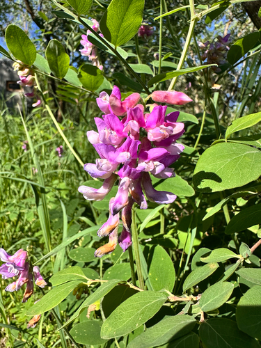 veiny pea