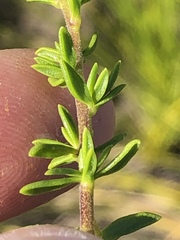 Selago glomerata