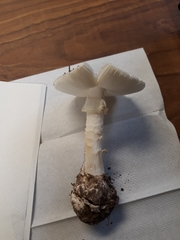 Amanita elliptosperma