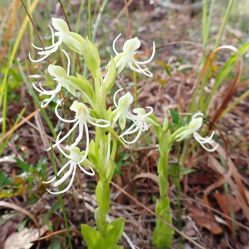 longhorn bog orchid (Habenaria quinqueseta)